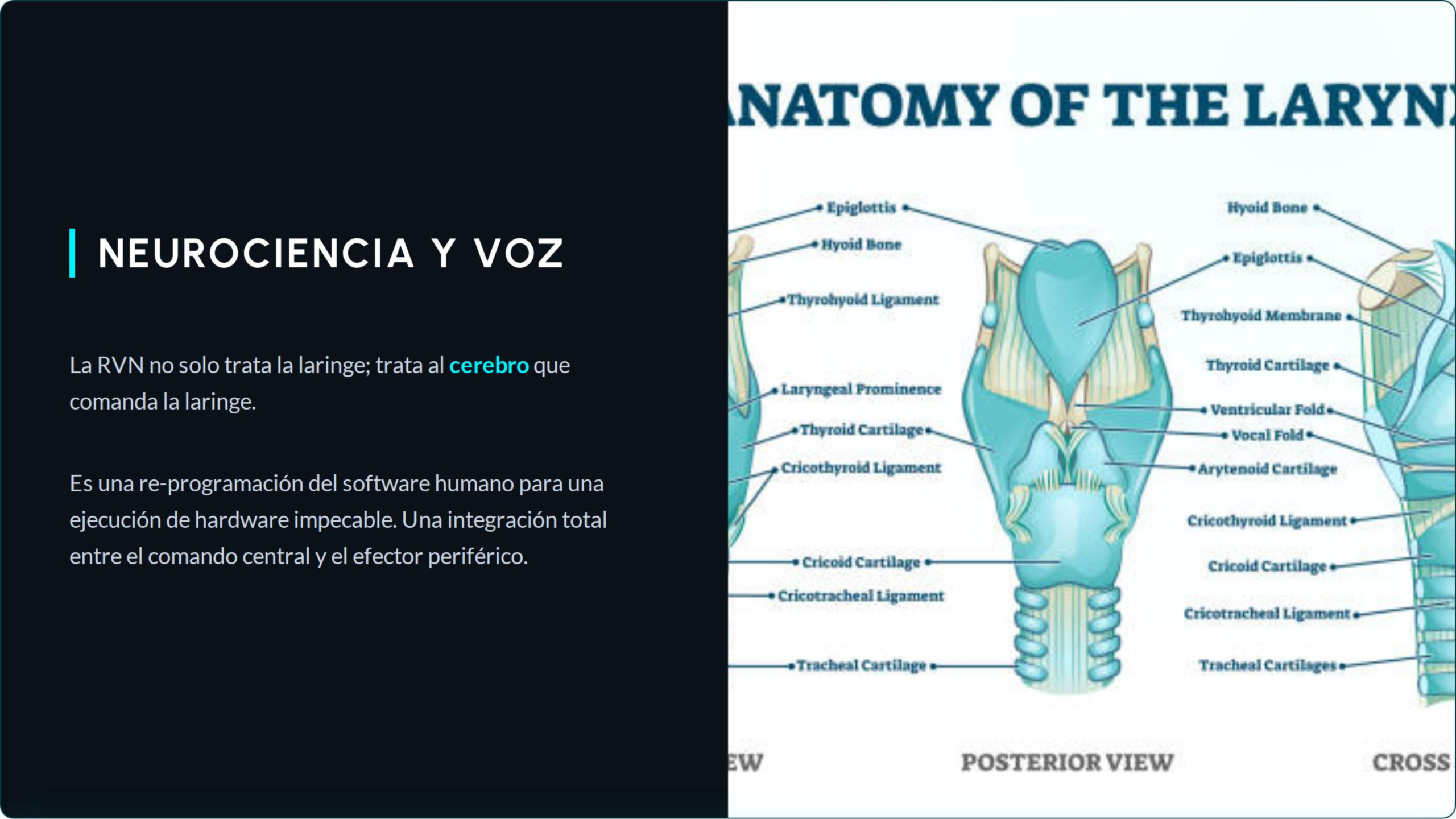Neurociencia y voz